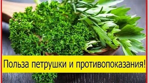 Залитая кипятком петрушка для организма