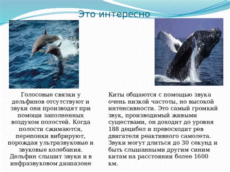 Звуковые имитации в поведении дельфинов