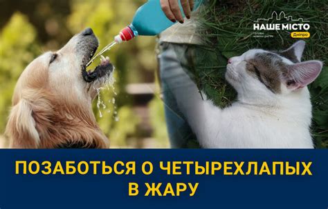 Как помочь животному в ситуации