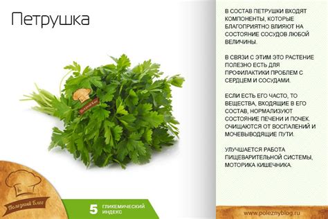 Лечебные свойства залитой кипятком петрушки