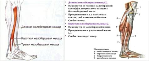 Методы укрепления мышц и связок с укороченным ахилловым сухожилием