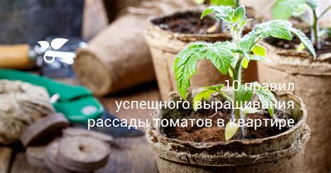 Необходимое освещение для успешного выращивания