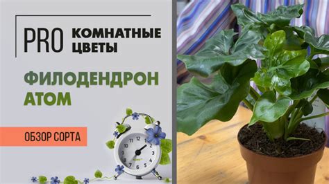 Обзор сорта "Ричмонд Классик"