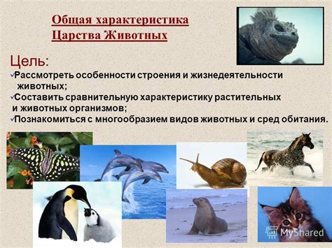 Общая характеристика видов