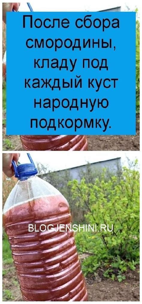 Оптимальные даты сбора смородины