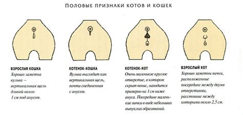 Основные методы определения пола у чаек