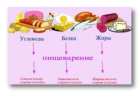Питательные вещества в паштете