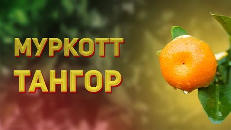 Плей с кнопкой оранжевый: секреты создания вкусовых качеств