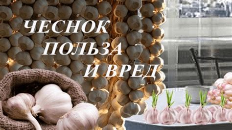 Полезные свойства живицы для организма: