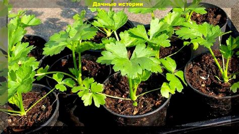 Полезные советы для садоводов: резюме по выращиванию розмарина