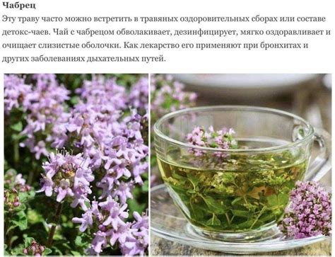 Полезные советы по применению фиточая Золотая стена
