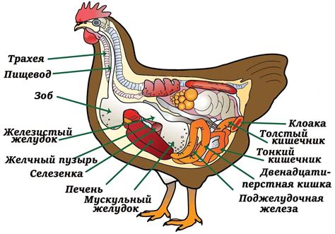 Почему курица ходит с опущенным хвостом