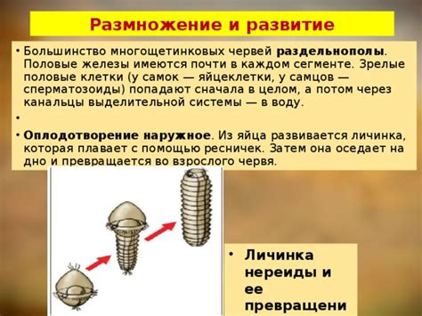 Превращение змейки во взрослого экземпляр