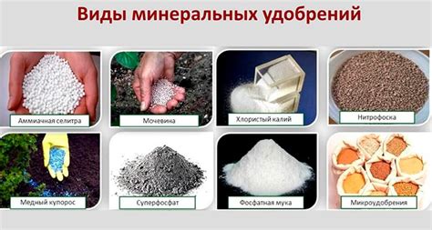 Продолжительность действия удобрения из перегнившего зерна