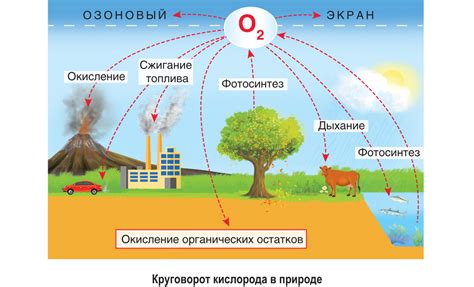Роль углекислого газа в обмене веществ