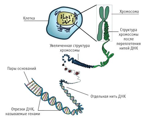 Синтез новых страндов ДНК