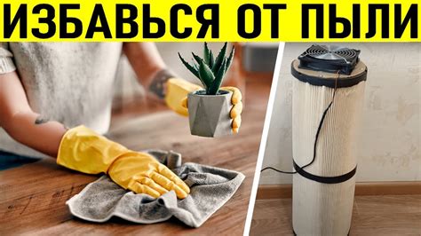 Способы избавиться от плодоножек и пыли