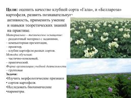 Сравнение качества и вкуса различных сортов Парламент