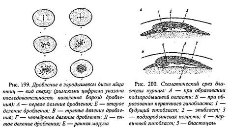 Стадия образования яйца