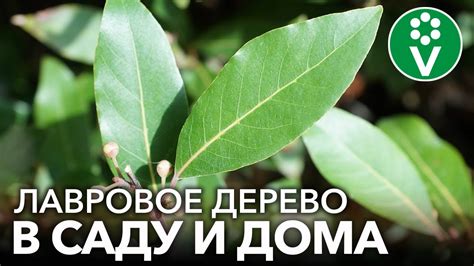 Техники и методы сбора лаврового листа