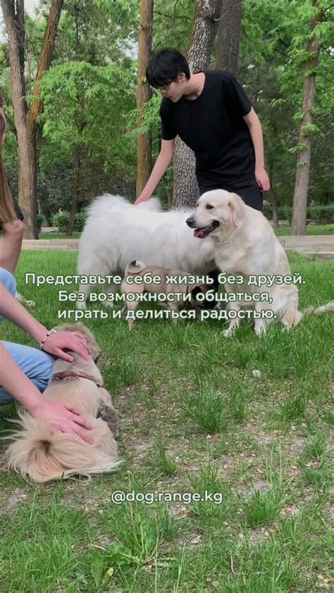 Ухудшение коммуникации с другими собаками