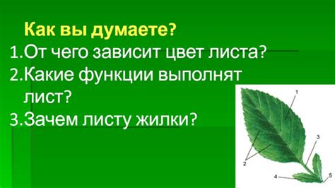 Цвет листа и жилки