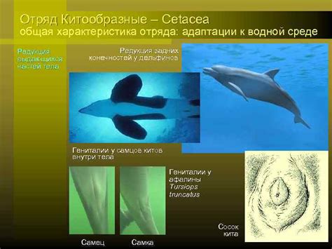 Адаптации китов к водной среде