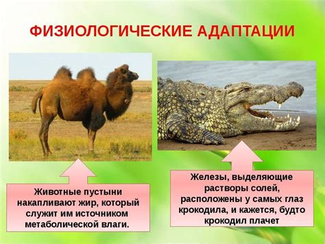 Адаптация ворон к городской среде