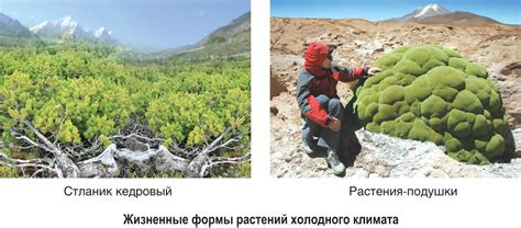 Адаптация и выживаемость растения