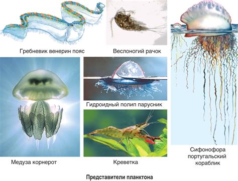 Адаптация организма к низкому потреблению воды
