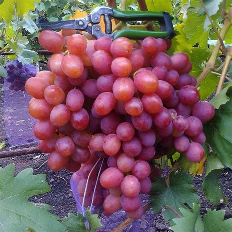 Аллергическая реакция на виноград изабелла