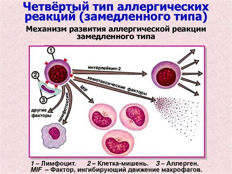 Аллергические реакции при контакте с драценой