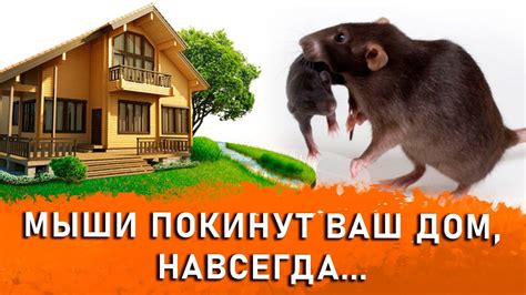 Альтернативные методы борьбы с грызунами