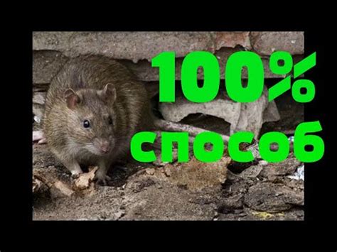 Альтернативные способы борьбы с грызунами
