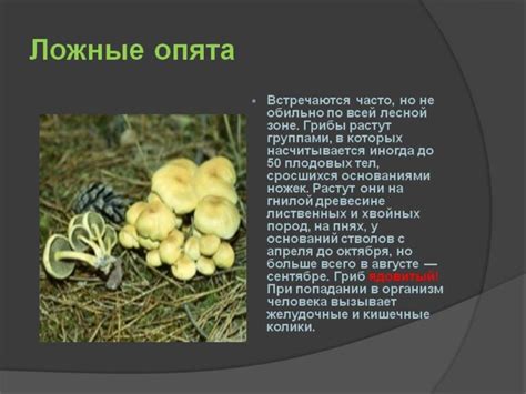 Альтернативные способы использования грибов с плесенью