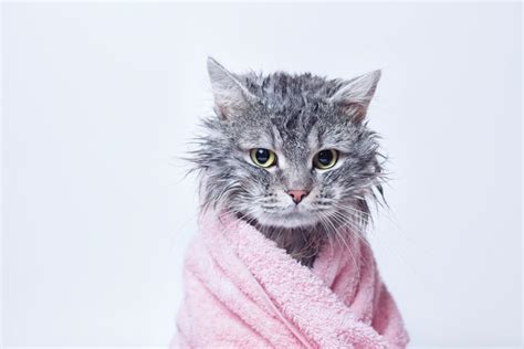 Альтернативные способы мытья кота без хозяйственного мыла