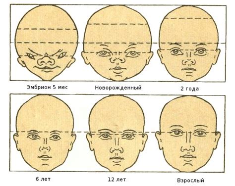 Анатомические особенности грудничкового организма