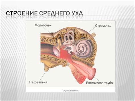 Анатомические особенности уха
