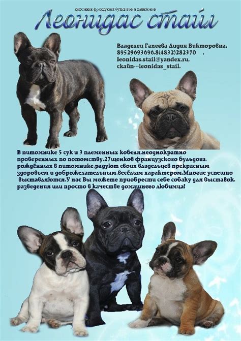 Анатомические особенности французских бульдогов