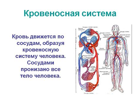 Аномалии кровеносной системы и гематологические заболевания