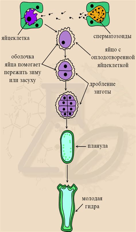 Бактериальное размножение
