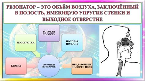 Биологические особенности голосового аппарата
