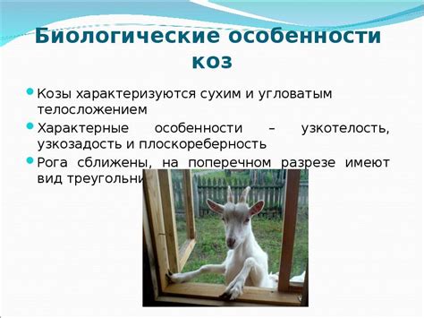Биологические особенности коз