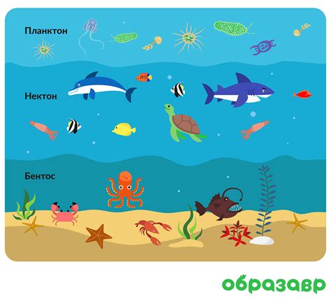 Благоприятные условия водной среды