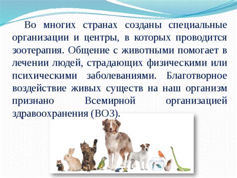 Благотворное воздействие ПК-мерца на организм кошек