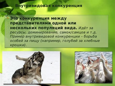 Борьба за пищу и ресурсы