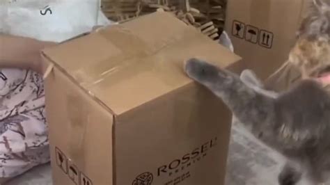 Брат как помощник в быту