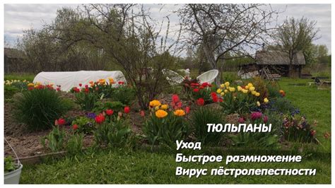 Быстрое цветение