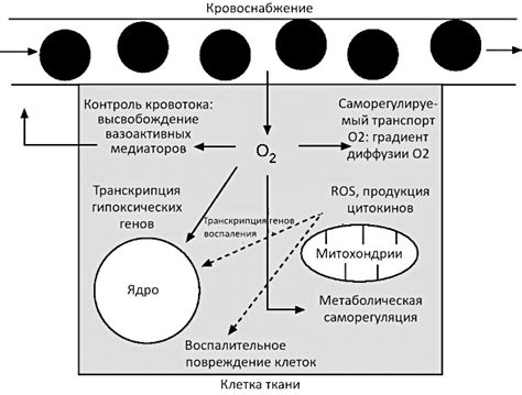 Важная роль кислорода
