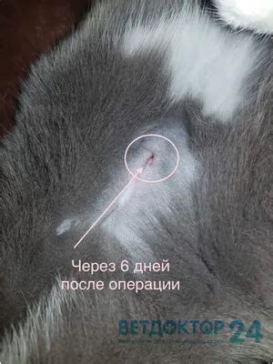 Важность наблюдения за шишкой после стерилизации у кошки